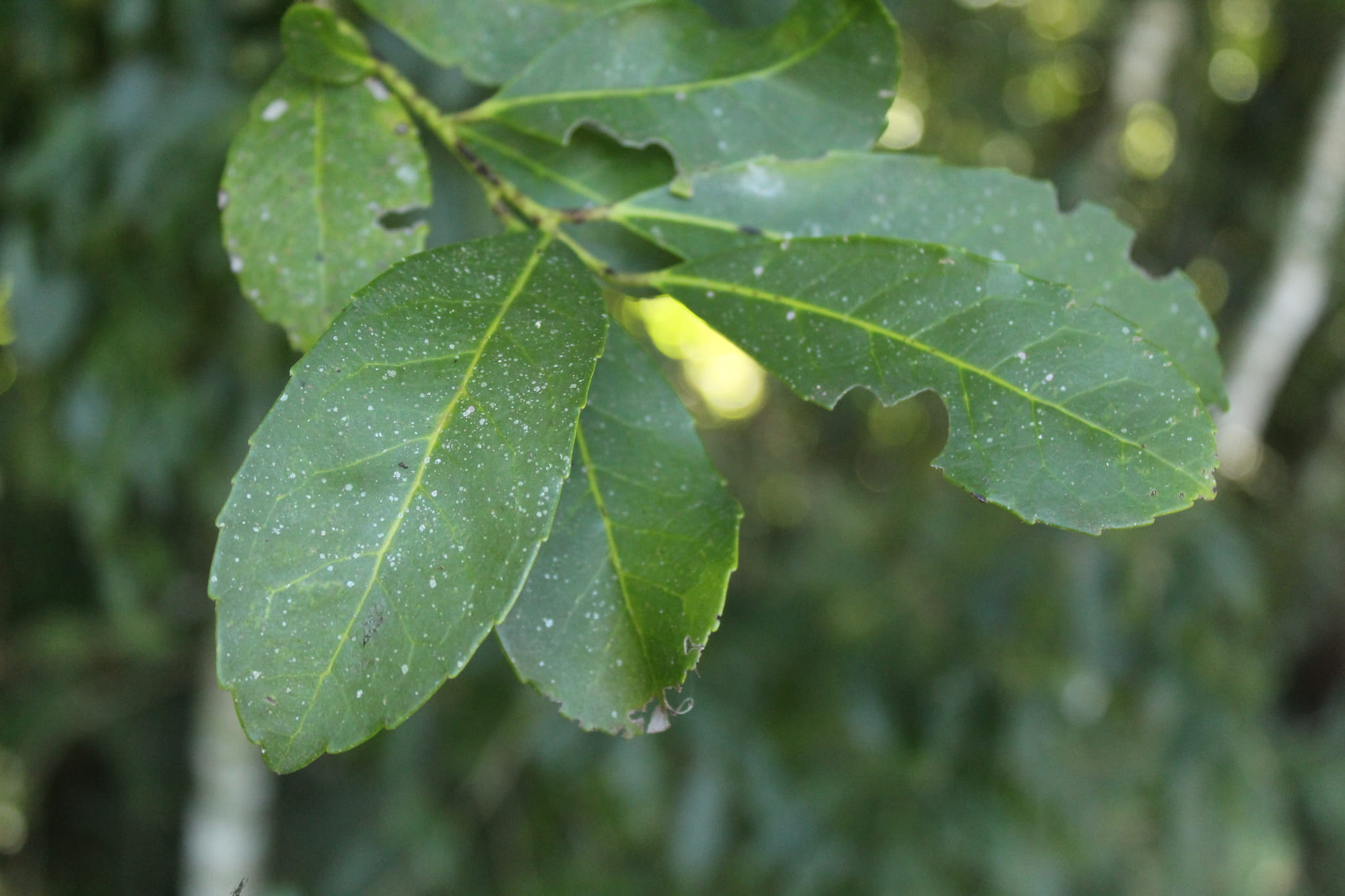 Yerba Mate by William G. Borges
